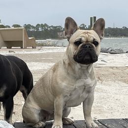 Sophie - French Bulldog