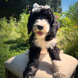 Sally - Black and white female Sheepadoodle puppy in Danville, Indiana from Marley’s Doodle Ranch