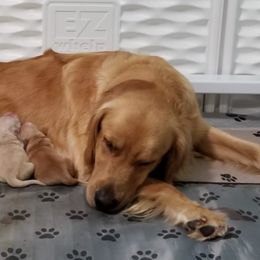 Golden Retrievers from RB Goldens