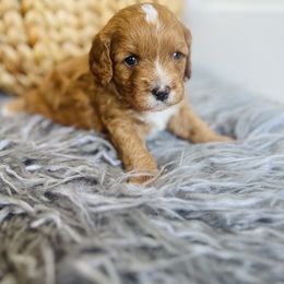 Scout - Red male Cavapoo puppy in Red Mills, Virginia from Padgetts Hill Puppies