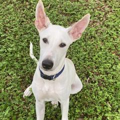 Bolt - White male Xoloitzcuintli puppy in Webster, Florida from Xcel's Xoloitzcuintli and Chinese Cresteds