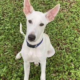 Bolt - White male Xoloitzcuintli puppy in Webster, Florida from Xcel's Xoloitzcuintli and Chinese Cresteds
