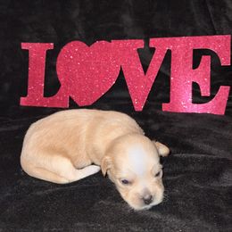 Maltese Puppies from Sweetface Maltese