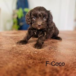 Coco - Chocolate female Cavapoo puppy in Strasburg, Pennsylvania from Still Water Puppies