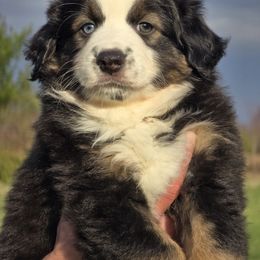 Roman - Black tri Miniature Australian Shepherd puppy in Boonville, New York from Amy & Dan's Awesome Aussies