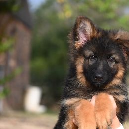 Remi - Black and red female German Shepherd puppy in Azle, Texas from Nuckol's Canines German Shepherds