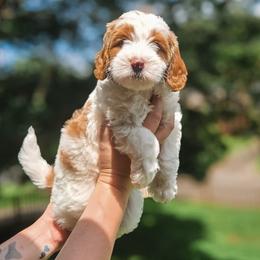 Olsen - Parti male Goldendoodle puppy in Austin, Texas from Cedarcrest Goldendoodles