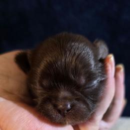 Theodore - Chocolate male Shih Tzu puppy in Brighton, Missouri from Morningstar's Shih Tzu
