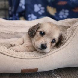 Shaded Cream Male - Pet Only - Limited AKC - Cream male Dachshund puppy in Nashville, Tennessee from Farmhouse Sausages - Located in TN delivers all over US including California