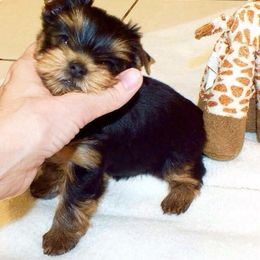 Yorkshire Terrier Puppies from PANACHE YORKIES