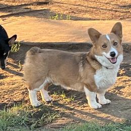 Dusty - Pembroke Welsh Corgi