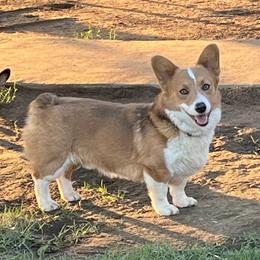 Dusty - Pembroke Welsh Corgi