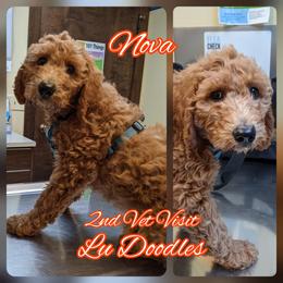 Goldendoodle Puppies from Lu Doodles