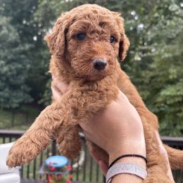 Hazelnut - Red phantom male Aussiedoodle puppy in High Point, North Carolina from Kingsfield Doodles
