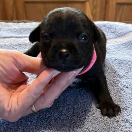 Avril - Brindle female Staffordshire Bull Terrier puppy in Lincoln, California from J Jax Staffords