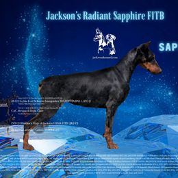 Sapphire - Doberman Pinscher
