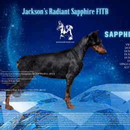 Sapphire - Doberman Pinscher