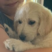 Emerald - Cream Double Doodle puppy in Kent, Washington from Riverside Doodles - Seattle (A+ genetics)
