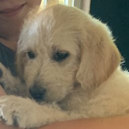 Emerald - Cream Double Doodle puppy in Kent, Washington from Riverside Doodles - Seattle (A+ genetics)