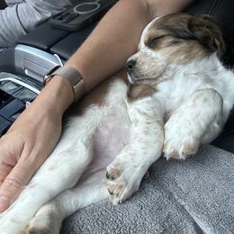 English Springer Spaniel Puppies from Butterfield Trail Farm