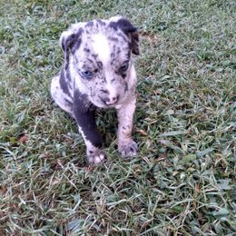 Catahoula Leopard Dog Puppies from Full Throttle Catahoulas
