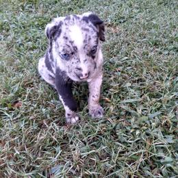 Catahoula Leopard Dog Puppies from Full Throttle Catahoulas