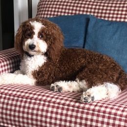 Cavapoos and Goldendoodles from Green Ranch Doodles