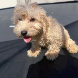 Benny - Cream male Goldendoodle puppy in Palmdale, California from Pucci Pawfect