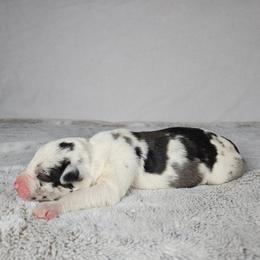 Rocky - Blue merle male Catahoula Leopard Dog puppy in Doerun, Georgia from Twig & Tail Puppies
