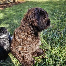 Havapoo Puppies from Derbyville Havapoos