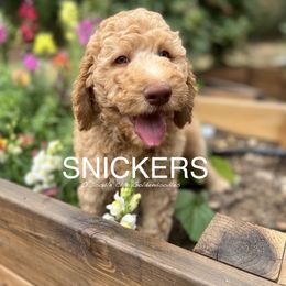 Goldendoodle Puppies from O’Doodle Clan Goldendoodles