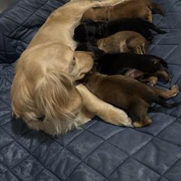 Dachshund puppies from Doxies of Olympus