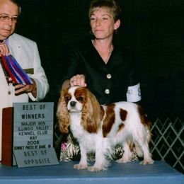 Biewer Terrier and Cavalier King Charles Spaniel All Grown Up from Woo Hoo Biewers & Inkahoots Cavaliers