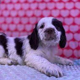 Cara - White and liver female English Springer Spaniel puppy in Crawford, Tennessee from Lilly Lane Spaniels