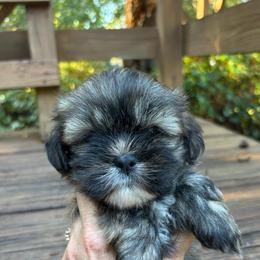 Dakota - Brindle female Lhasa Apso puppy in Albany, Georgia from Clark's Lhasas