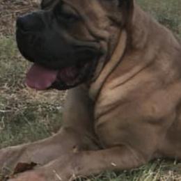 Cane Corso from Stella's Corsos