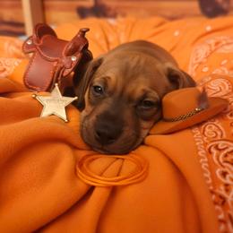Coe - Cream male Dachshund puppy in Wildomar, California from Mindy's Dachshunds