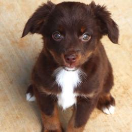 Tiny Minimal White RTF - Red tri female Toy Australian Shepherd puppy in Leighton, Alabama from Isbell Land & Livestock, LLC