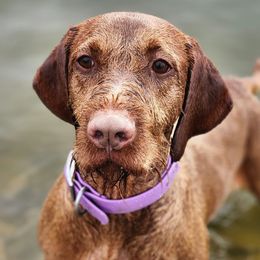 Arrow - Wirehaired Vizsla
