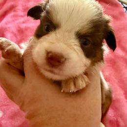 Evangeline - Red tri-color female Miniature American Shepherd puppy in Gatesville, Texas from Southern Promise Aussie’s