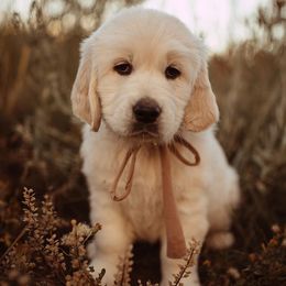 Golden Retrievers from Vera Mountain Goldens