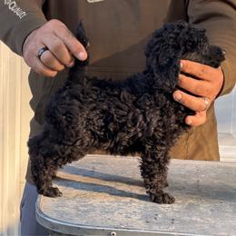 Ellis - Black male Poodle puppy in Florence County, South Carolina from Modern Family Standards