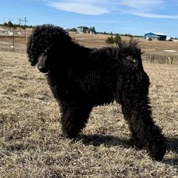 Finch - Black male Poodle puppy in Peyton, Colorado from Fuzzybottoms Ranch LLC