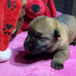 Pretty dark Sable girl - Sable female German Shepherd puppy in Grantsville, Utah from Vom Haus Denfors K9 - Working German Shepherds