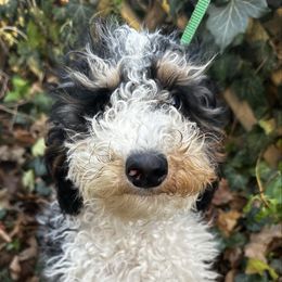Tia - Black white and tan female Cockapoo puppy in Connersville, Indiana from MoonShine Babies