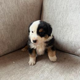 Blaze - Black tri male Miniature American Shepherd puppy in Payson, Arizona from Barnhardt Minis