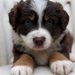 Star AKC - Red tri-color female Australian Shepherd puppy in Polk City, Florida from Skaky Shepherds