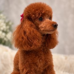 Hott Girl - Poodle