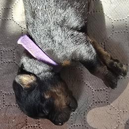 Miss Purple Collar - Black and mahogany female Rottweiler puppy in Clarksburg, West Virginia from Vom Peiffley Rottweilers, LLC