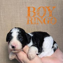 Ringo - Black and white male Bernedoodle puppy in Cambridge, Minnesota from Country Meadow Doodles